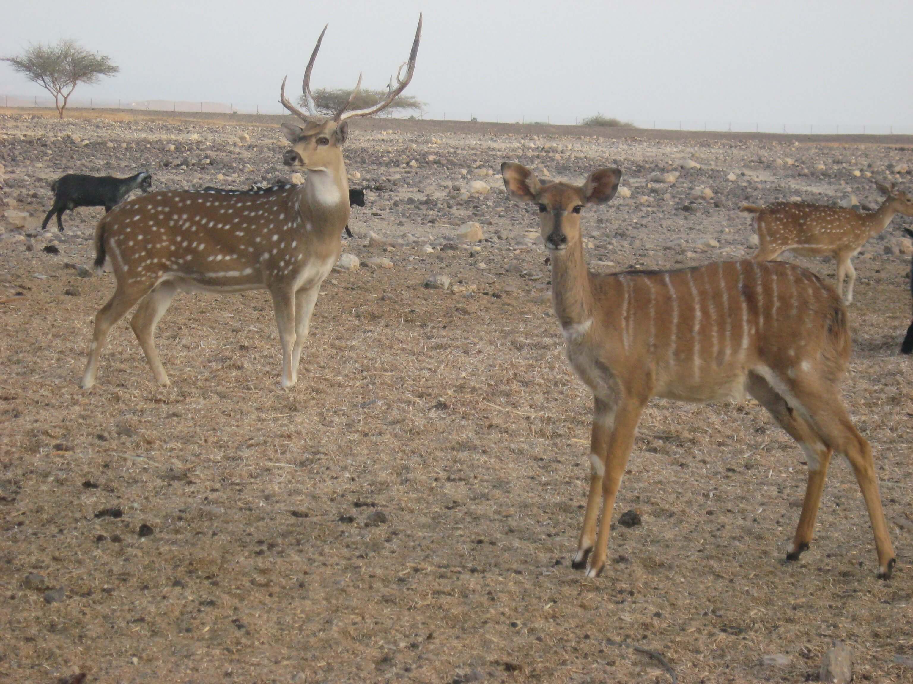 חוות האנטילופות